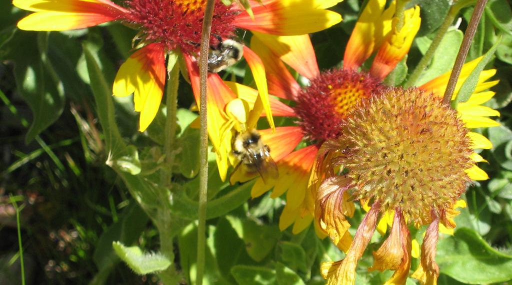 Small Spider vs Bee on Flower